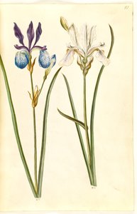 Iris sibirica (sibiřský kosatec) od Hans Simon Holtzbecker