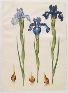 Iris xiphioides od Hans Simon Holtzbecker