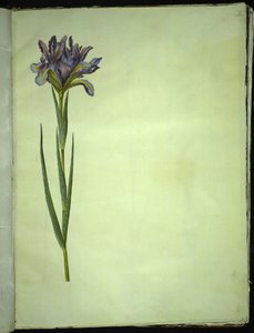 Iris xiphium (španělský kosatec) od Hans Simon Holtzbecker