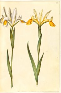 Iris xiphium, možná Iris latifolia (?) (španělský kosatec nebo anglický kosatec) od Hans Simon Holtzbecker
