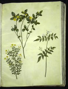 Jasminum odoratissimus (stue-jasmín); Jasmínový keř (busk-jasmín); Jasminum grandiflorum (duft-jasmín) od Hans Simon Holtzbecker