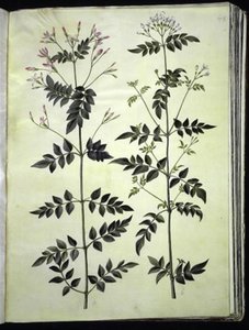 Jasminum officinale (jasmín) od Hans Simon Holtzbecker