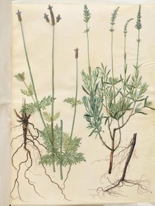 Lavandula multifida (levandule klasnatá); Lavandula angustifolia (pravá levandule) od Hans Simon Holtzbecker