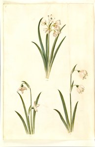 Leucojum aestivum (letní švestka); Galanthus nivalis (sněženka obecná); Leucojum vernum (lilie Dorotea) od Hans Simon Holtzbecker