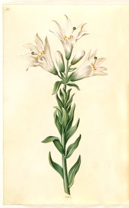 bílá lilie (madonna-lilje) od Hans Simon Holtzbecker