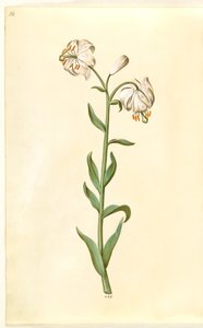 Lilium martagon (věnec lilie) od Hans Simon Holtzbecker