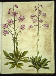 Lilium martagon (věnec lilie) od Hans Simon Holtzbecker