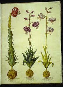Lily pomponium (pompon-lilje); Martagon lilie (krans-lilje) od Hans Simon Holtzbecker