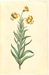 Lilium pyrenaicum (lilie pyrenejská) od Hans Simon Holtzbecker