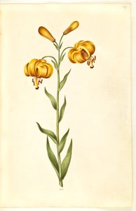 Lilium pyrenaicum (lilie pyrenejská) od Hans Simon Holtzbecker