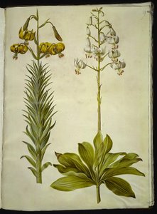 Lilium pyrenaicum (lilie pyrenejská); Lilium martagon (věnec lilie) od Hans Simon Holtzbecker