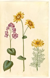 Lunární letničky (judaspenge); Doronicum pardalianches (hjertebladet gemserod); Vernal Adonis (vår-adonis) od Hans Simon Holtzbecker