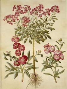 Matthiola incana (vinter-levkøj) od Hans Simon Holtzbecker