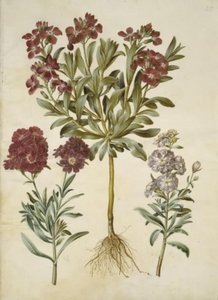 Matthiola incana (vinter-levkøj) od Hans Simon Holtzbecker