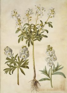 Matthiola incana (vinter-levkøj) od Hans Simon Holtzbecker