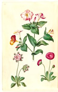 Mirabilis jalapa (zázračný květ); Bellis perennis (sedmikráska obecná) od Hans Simon Holtzbecker