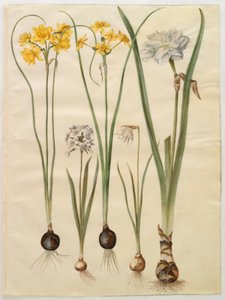 Narcissus jonquilla (siv-narcis); Narcissus tazetta (tazet); Narcissus pseudonarcissus moschatus (pižmo-narcis); poetický narcis (pinselilje) od Hans Simon Holtzbecker