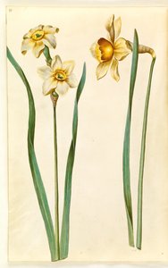 Narcissus ×mediluteus (toblomstret narcis); Narcis × nesrovnatelný (mít narcisa) od Hans Simon Holtzbecker