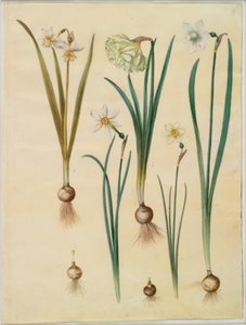 Narcissus ×mediluteus (toblomstret narcis); Narcissus pseudonarcissus; Narcis (narcis); Poetický narcis (pinselilje); Narcis × tenčí od Hans Simon Holtzbecker