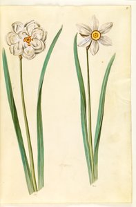 poetický narcis (pinselilje) od Hans Simon Holtzbecker
