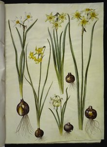 Poetický narcis (pinselilje); Narcissus triandrus (orchidej-narcis); Narcissus ×mediluteus (toblomstret narcis) od Hans Simon Holtzbecker