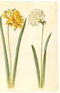 Narcissus pseudonarcissus (narcis) od Hans Simon Holtzbecker
