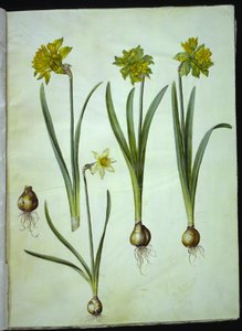 Narcissus pseudonarcissus; Narcis? ×nesrovnatelný (mít narcistu) od Hans Simon Holtzbecker