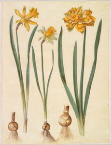 Narcissus pseudonarcissus major (narcis velký); Narcissus pseudonarcissus bicolor (narcis dvoubarevný); Narcis pseudonarciss od Hans Simon Holtzbecker