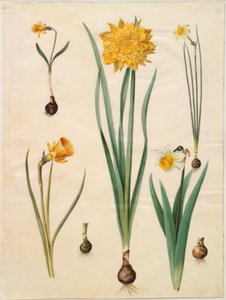 Narcissus pseudonarcissus minor; Narcissus pseudonarcissus (narcis); Narcis ×tenuior; Narcissus bulbocodium (krinolínový narcis); Narcissus pseudonarcissus bicolor (narcis dvoubarevný) od Hans Simon Holtzbecker