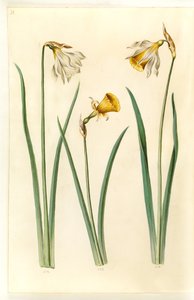 Narcissus pseudonarcissus moschatus (pižmo-narcis); Narcissus bulbocodium (krinolina-narcis); Narcissus pseudonarcissus (påskelilje) od Hans Simon Holtzbecker