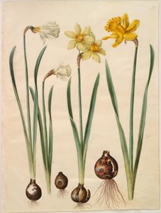 Narcissus pseudonarcissus moschatus (pižmo-narcis); Narcissus ×mediluteus (toblomstret narcis); Narcissus pseudonarcissus major (stor påskelilje) od Hans Simon Holtzbecker