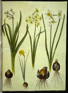 Narcissus tazetta (tazet); Narcissus ×medioluteus (toblomstret narcis); Narcissus bulbocodium (krinoline-narcis) od Hans Simon Holtzbecker