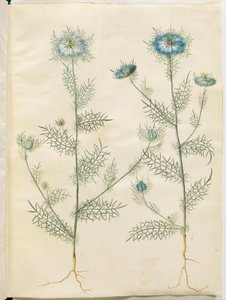 Nigella damascena (panna v zeleném) od Hans Simon Holtzbecker