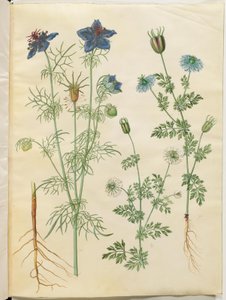 Nigella hispanica (ďábel v buši); Nigella sativa (černý kmín) od Hans Simon Holtzbecker