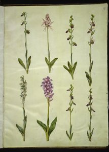 Ophrys apifera nebo Ophrys sphegodes (květ včely nebo rané mušky); "Orchis simia" (květina fantazie); Ophrys apifera (květ včelí mušky); Orchis (bylina kukačka); Orchis militaris (bylina kukačka rytířská); Ophrys insectifera (muška obecná) od Hans Simon Holtzbecker