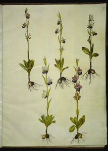 Ophrys fuciflora (drone-flueblomst) od Hans Simon Holtzbecker