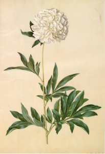 Paeonia lactiflora (peon hedvábný) od Hans Simon Holtzbecker