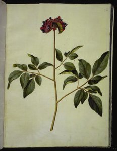 Samčí pivoňka (růže-silkeplante) od Hans Simon Holtzbecker