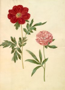 Paeonia officinalis (bonderóza) od Hans Simon Holtzbecker