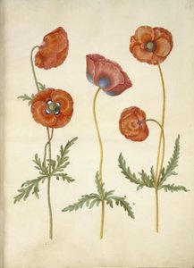 Papaver rhoeas (zrnný mák) od Hans Simon Holtzbecker