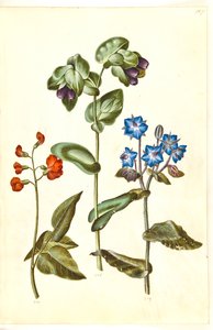 Phaseolus coccineus (chlubí se fazolem); Cerinthe major (voskovka velká); Borago officinalis (brutnák lékařský) od Hans Simon Holtzbecker