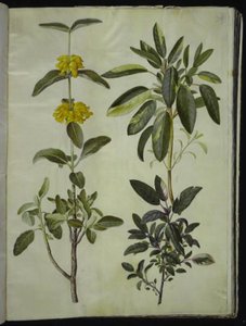Phlomis fruticosa (hledík obecný); Salvia officinalis (šalvěj lékařská) od Hans Simon Holtzbecker