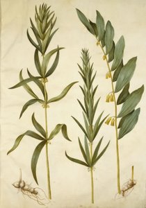 Polygonatum verticillatum (věnec konvalinka); Polygonatum multiflorum (velká konvalinka) od Hans Simon Holtzbecker