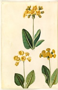 Primula ×polyantha (?); Jarní petrklíče (?) od Hans Simon Holtzbecker
