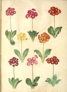 Primula × pubescens (have-aurikel) od Hans Simon Holtzbecker