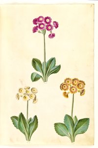 Primula × pubescens (have-aurikel) od Hans Simon Holtzbecker