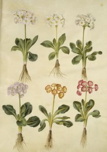 Primula × pubescens (have-aurikel) od Hans Simon Holtzbecker