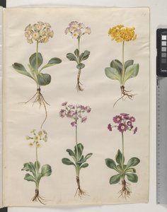 Primula ×pubescens Wulfen (mít-auricula) od Hans Simon Holtzbecker