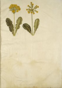 Primula veris (hybrid vigny dutokrké); Primula veris (papouch s dutým hrdlem) od Hans Simon Holtzbecker