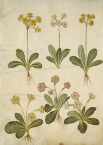 Primula veris (hybrid vigny dutokrké); Primula vulgaris (velkokvětý hybrid vigny) od Hans Simon Holtzbecker